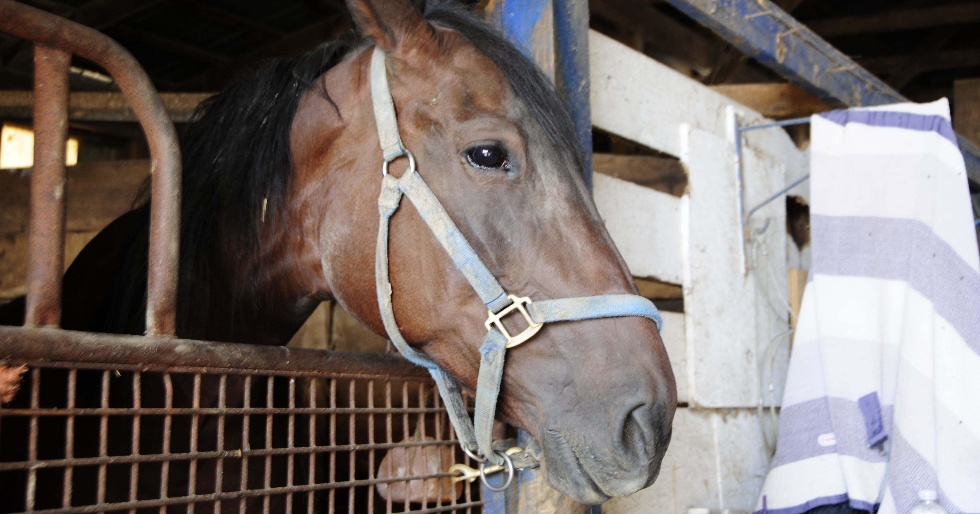 Avoid mosquito bites and vaccinate horses EEE detected in Michigan