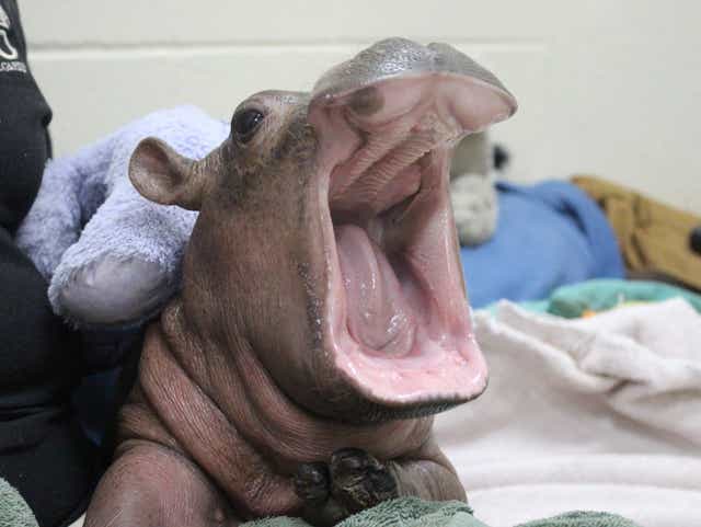 Wallpaper Feeding Fiona The Science Behind Milking A Hippo Desktop Wallpaper
