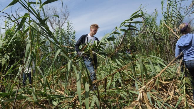STAR FILE PHOTO Students from California Lutheran University remove massive amounts of arundo along the Ventura River in August 2016. More than $1 million in grants were recently approved for Ventura County wildlife prevention projects including the eradication of the non-native reed in the Ventura River watershed.
