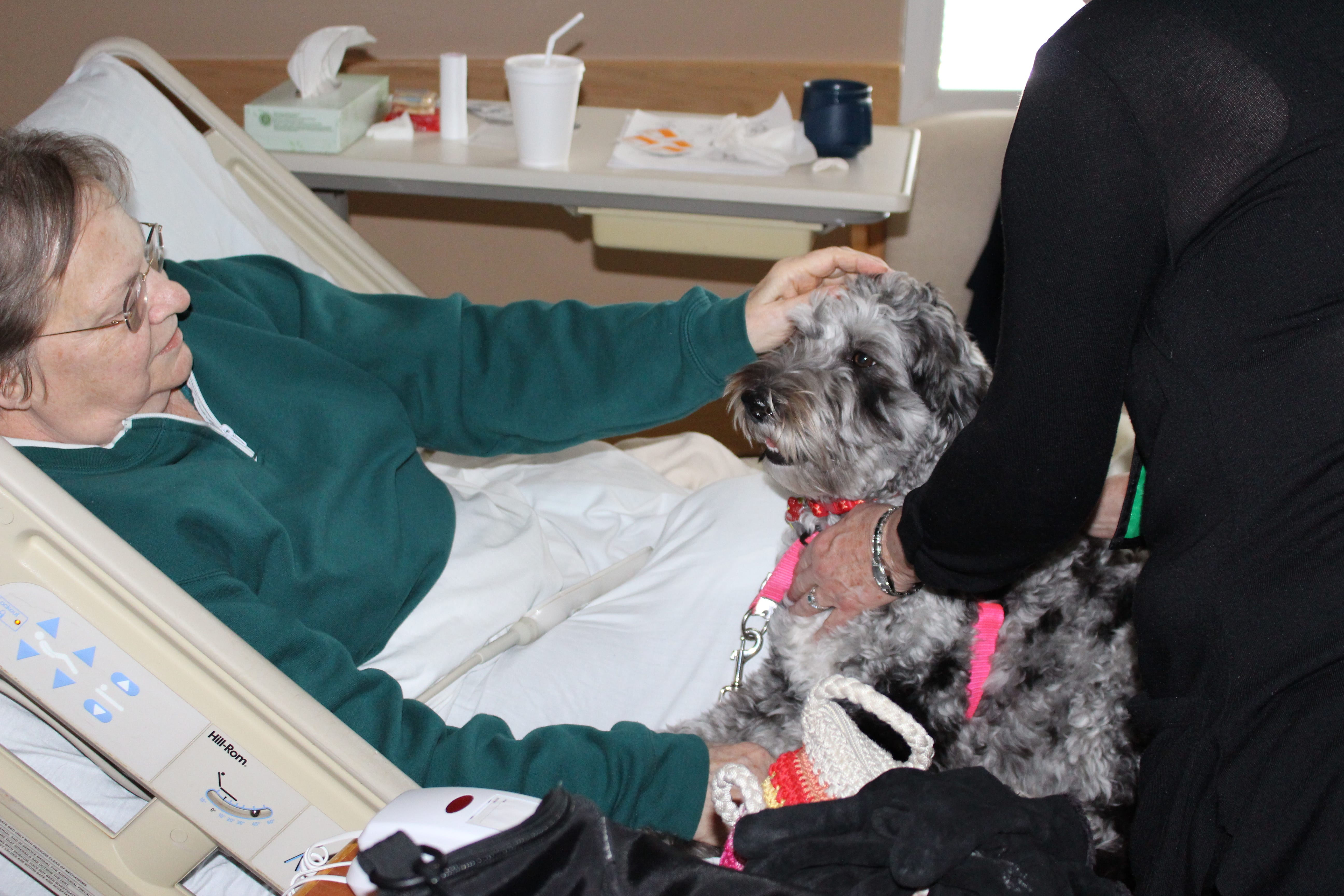 schnauzer therapy dog