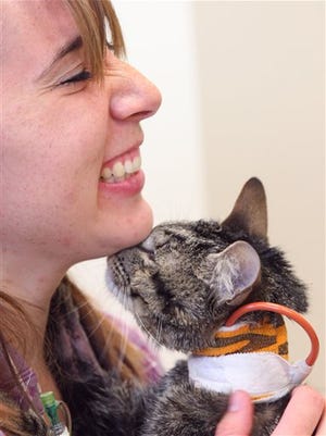 Kymberly Chelf gets a chin nuzzle from Moosie while visiting her two-year old cat at Mt. McKinley Animal Hospital in Fairbanks, Alaska, Tuesday afternoon, June 16, 2015. Moosie survived 64 days trapped inside a futon mattress during the Chelf's move from Texas to Fairbanks.