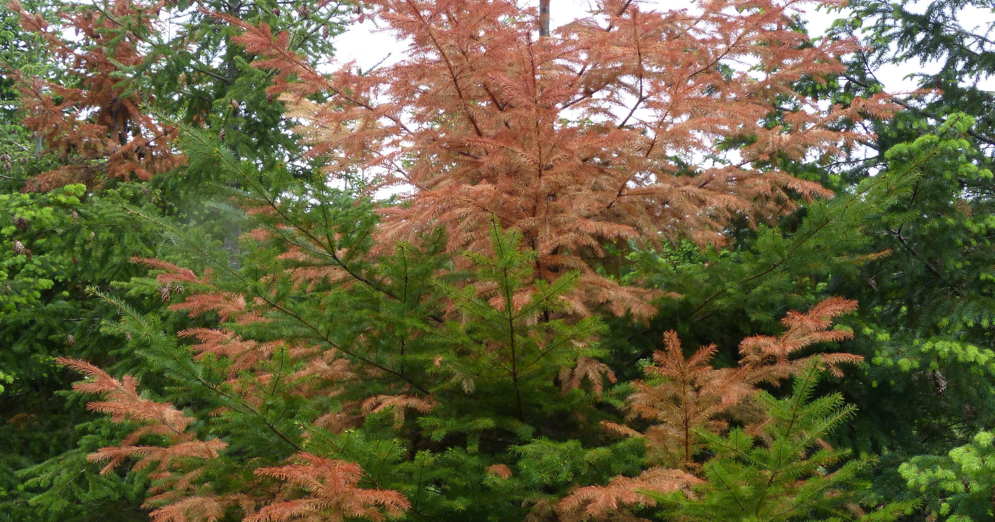 Garden advice Why to Douglas firs turn red?