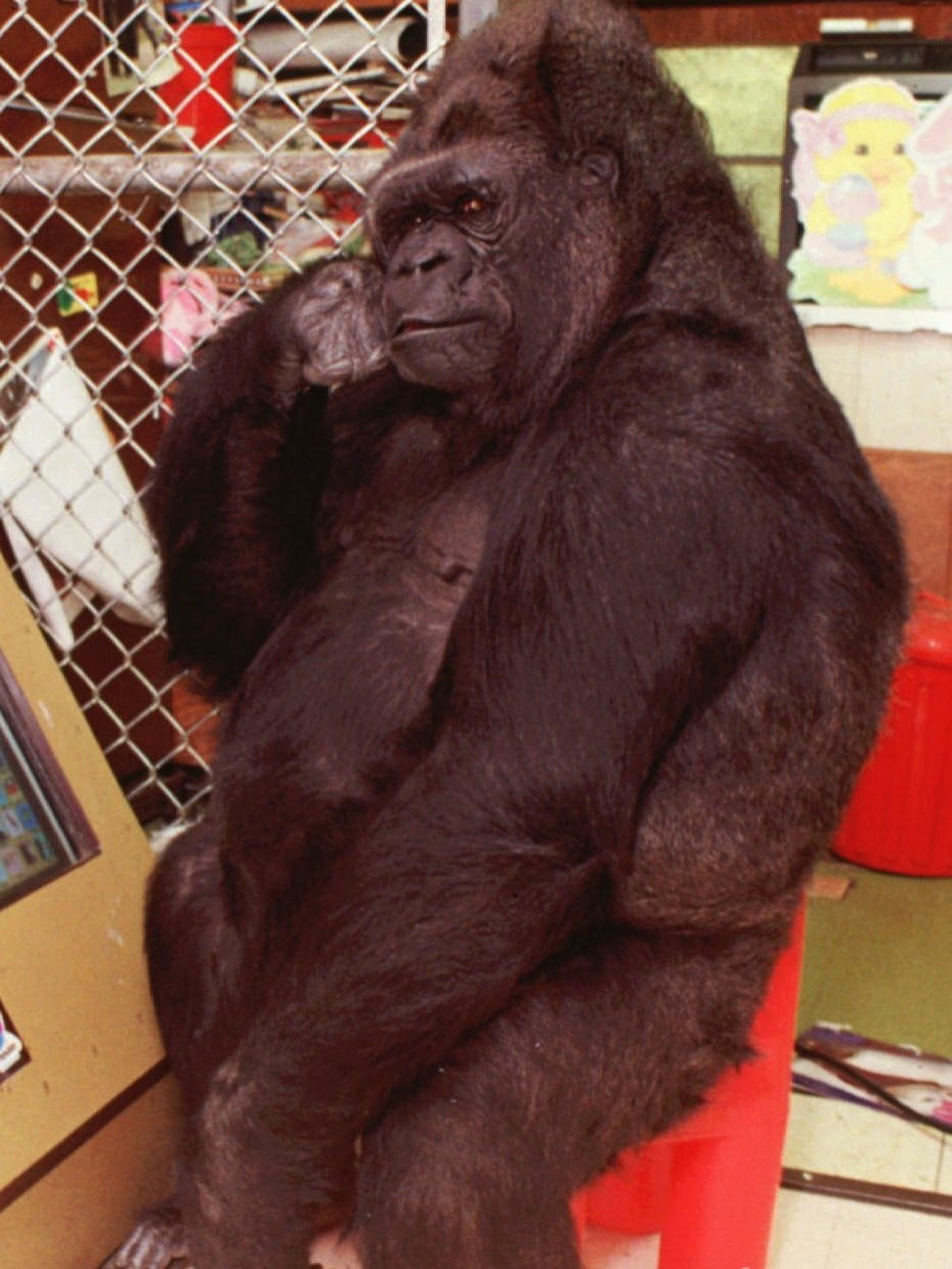 Even Koko The Gorilla Was Sad About Robin Williams Death