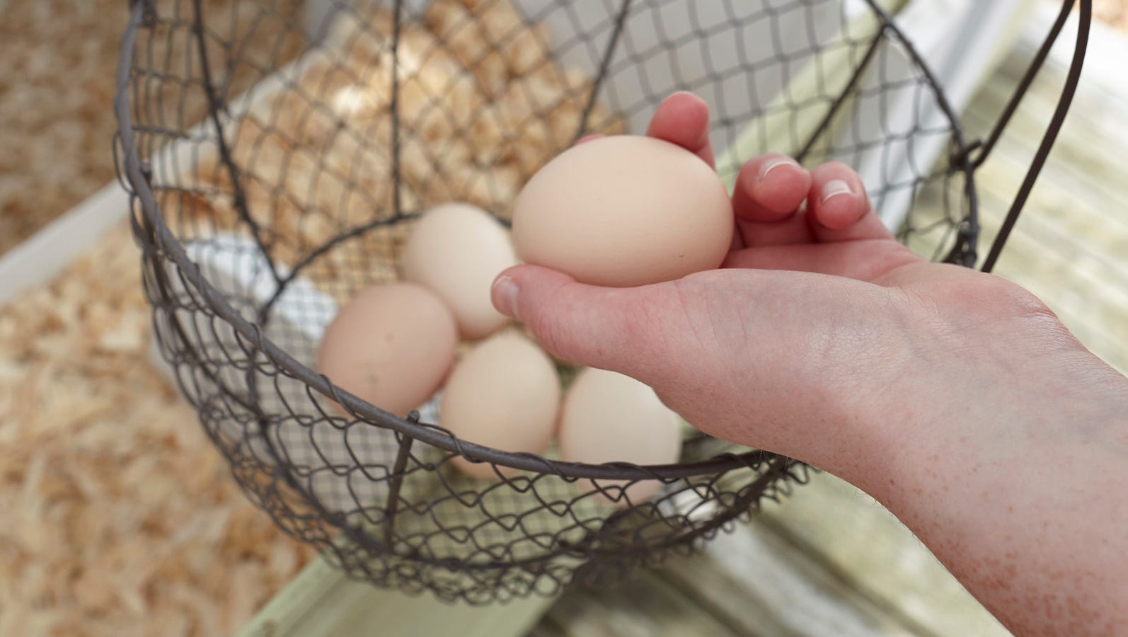 What you need to know about collecting and storing farm fresh eggs