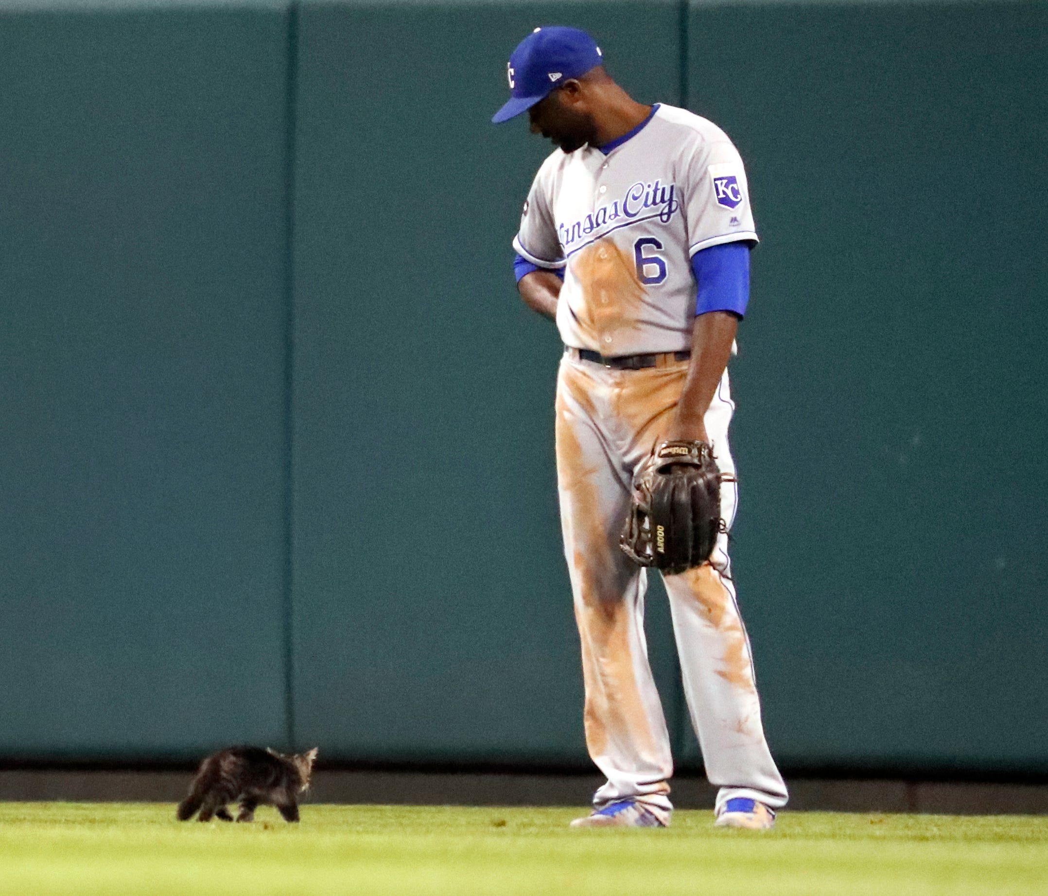 Kansas City Royals center fielder Lorenzo Cain watches as a cat runs past