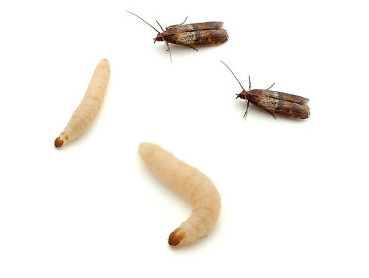 moths worms and webs oh my moths worms and webs oh my
