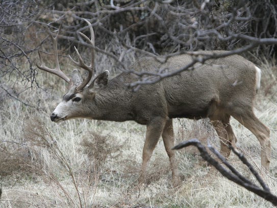 12 most dangerous animals on Southern Utah's trails