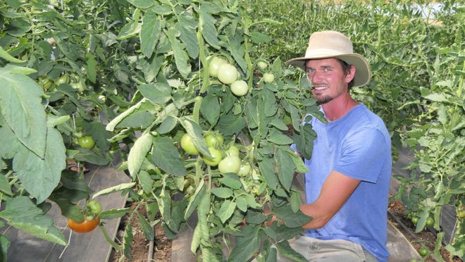 Troy Koehn of Tin Bucket Farms in Inman, Kansas tend to his tomatoes.