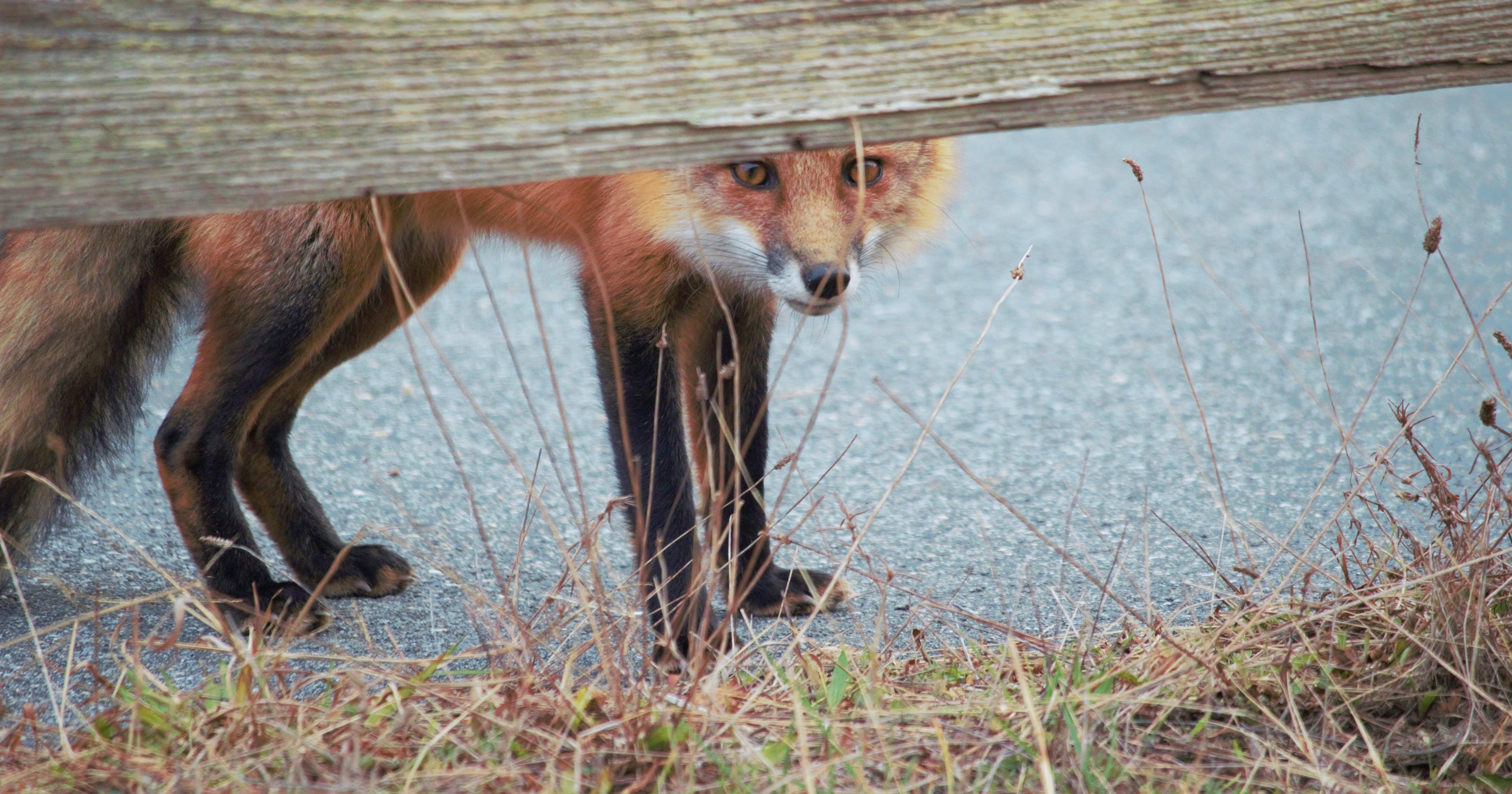 Foxes Possums And Raccoons Oh My