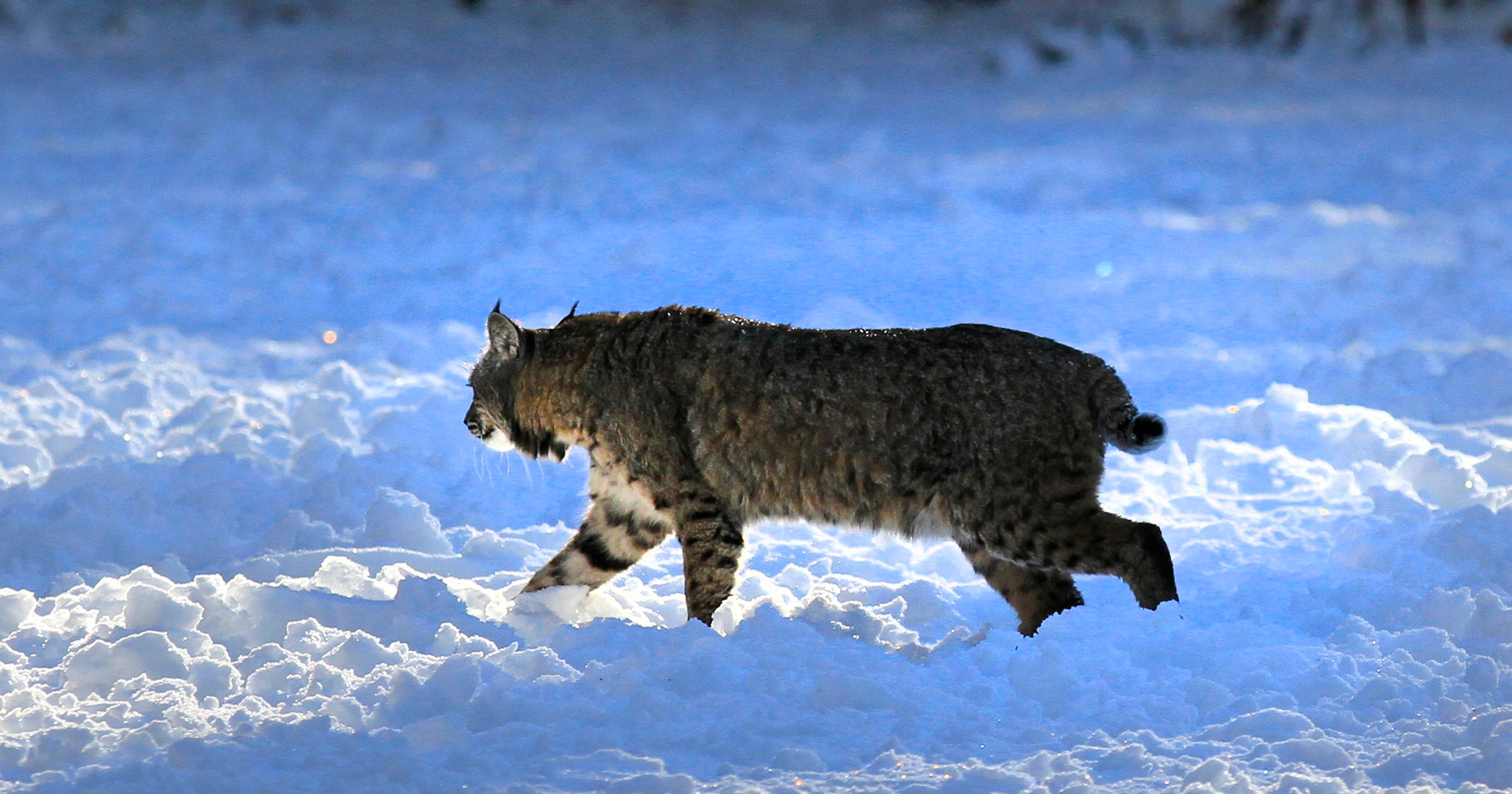 Bobcats a Wisconsin wildlife success story.