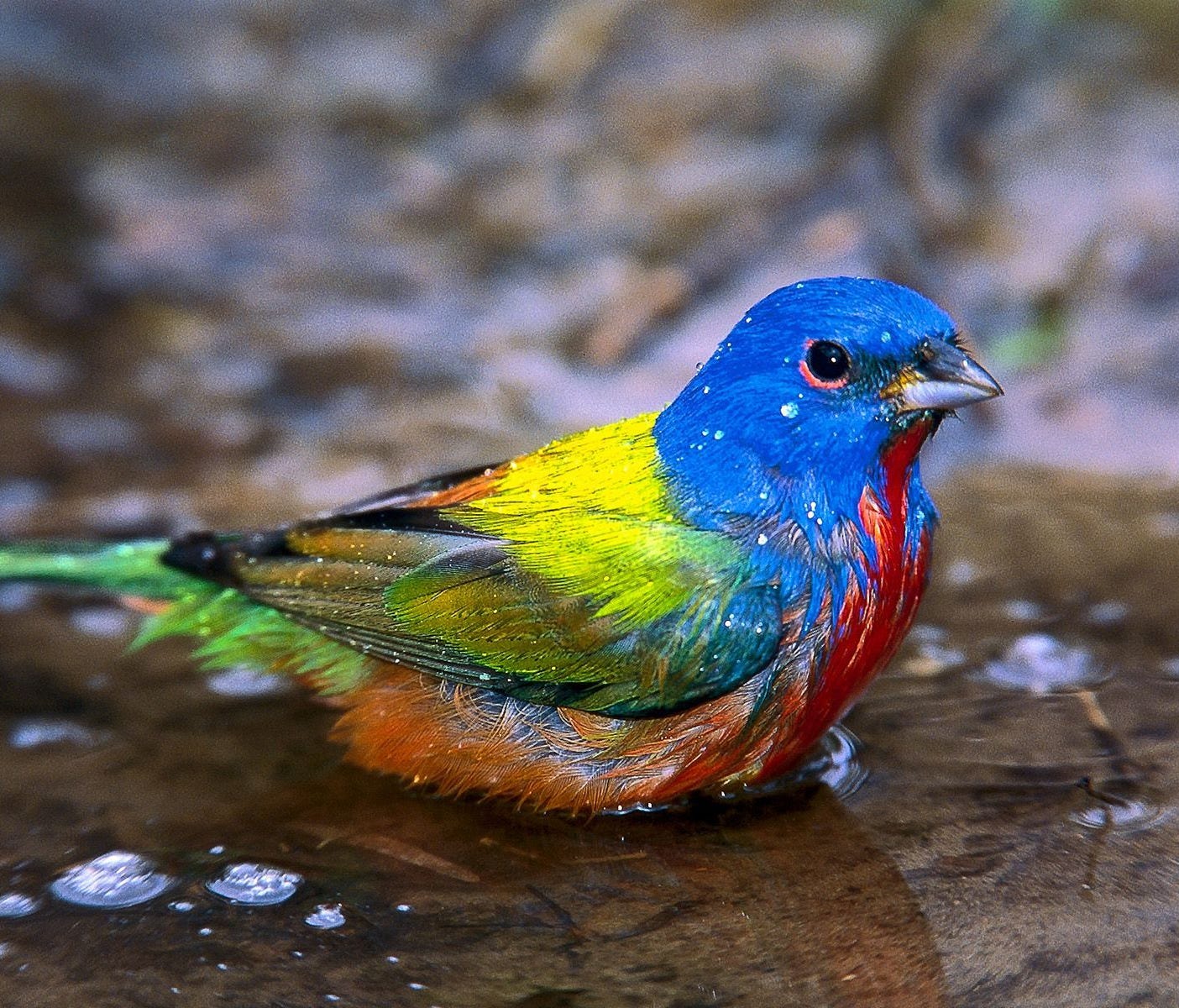 According to the 2013 National Survey of Fishing, Hunting and Wildlife-Associated Recreation there are approximately 47 million birders in the United States. Pictured: painted bunting.