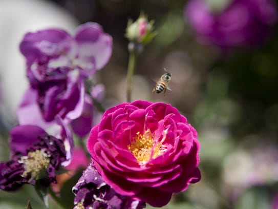 A bee is busy pollinating a Floribunda Purple Heart