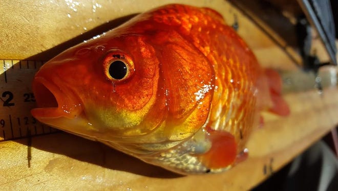 State officials are asking Hoosier not to dump goldfish