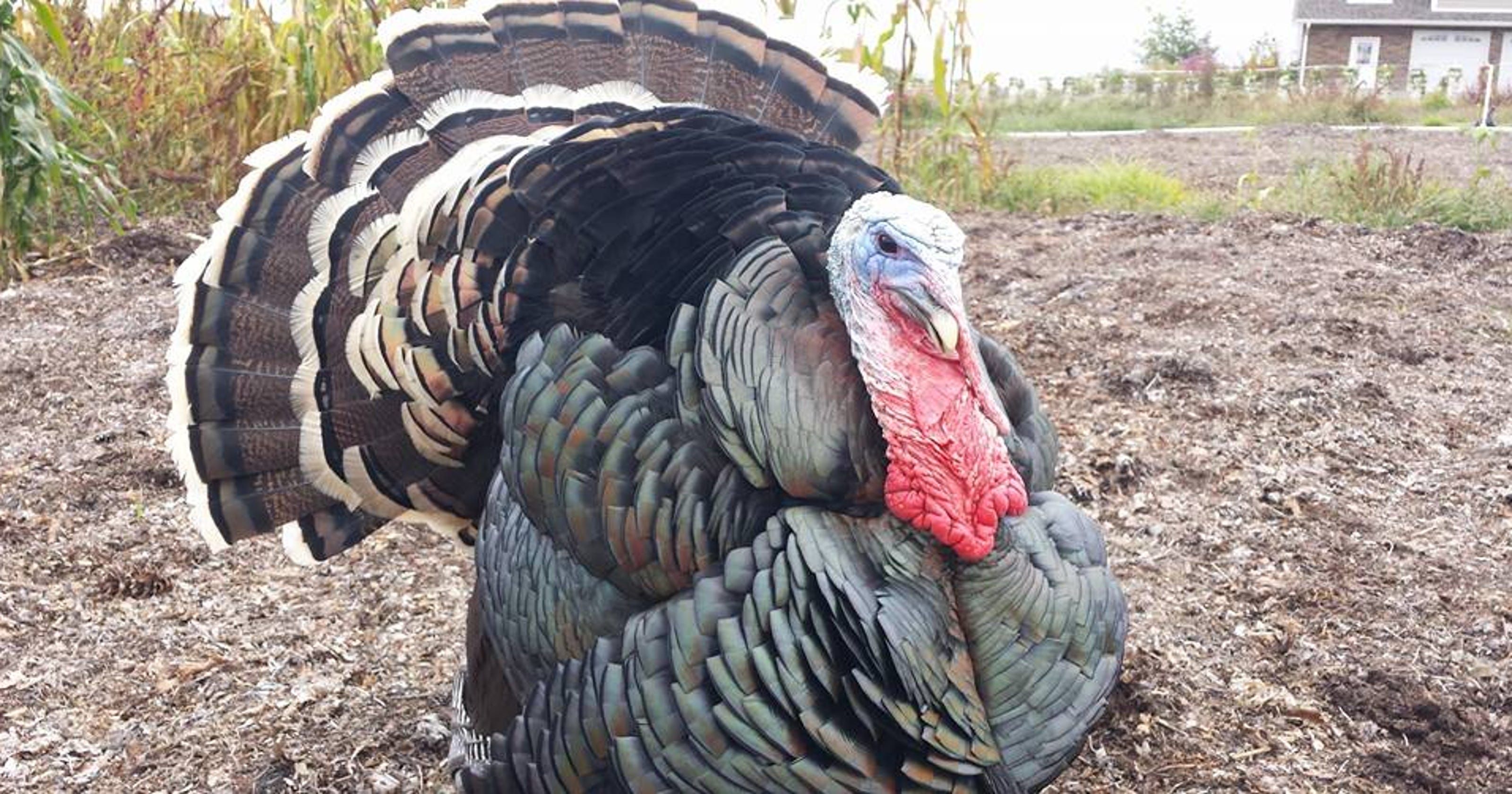 2024 thanksgiving james bond marathon 2024 thanksgiving james bond marathon
