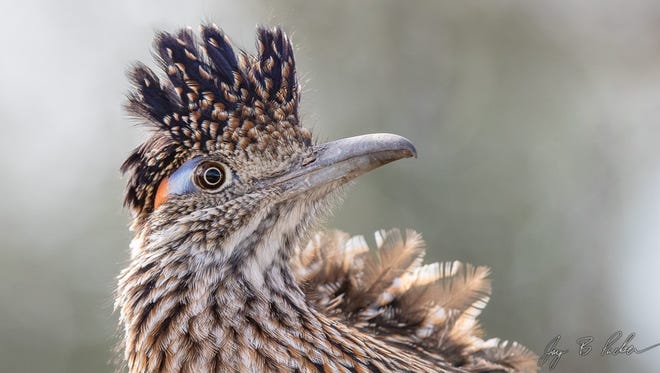 Roadrunner facts: How fast are they, what they eat, where to see one