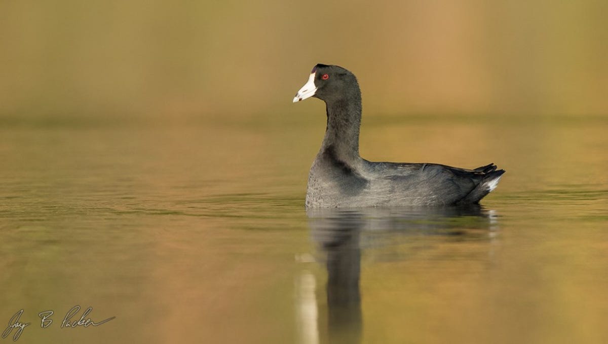 The American Coot May Look Like A Duck But It Isn T One