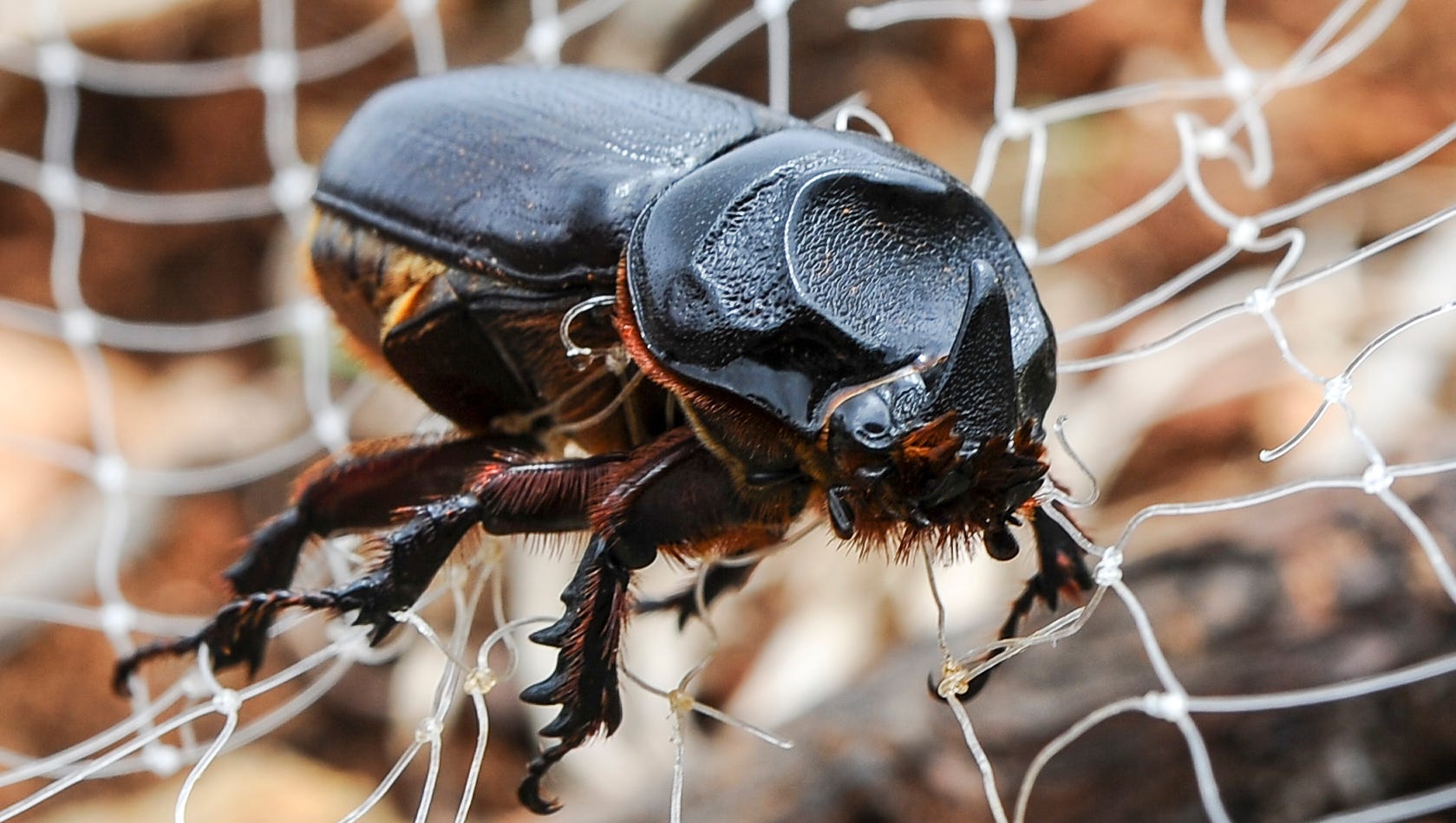 guam coconut rhinoceros beetle guam coconut rhinoceros beetle