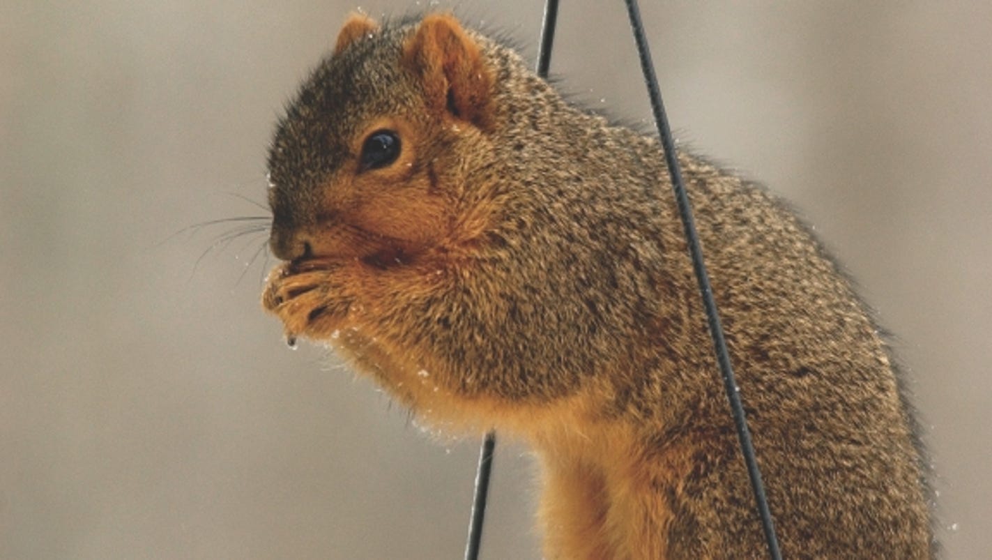 8 fun facts about squirrels 8 fun facts about squirrels