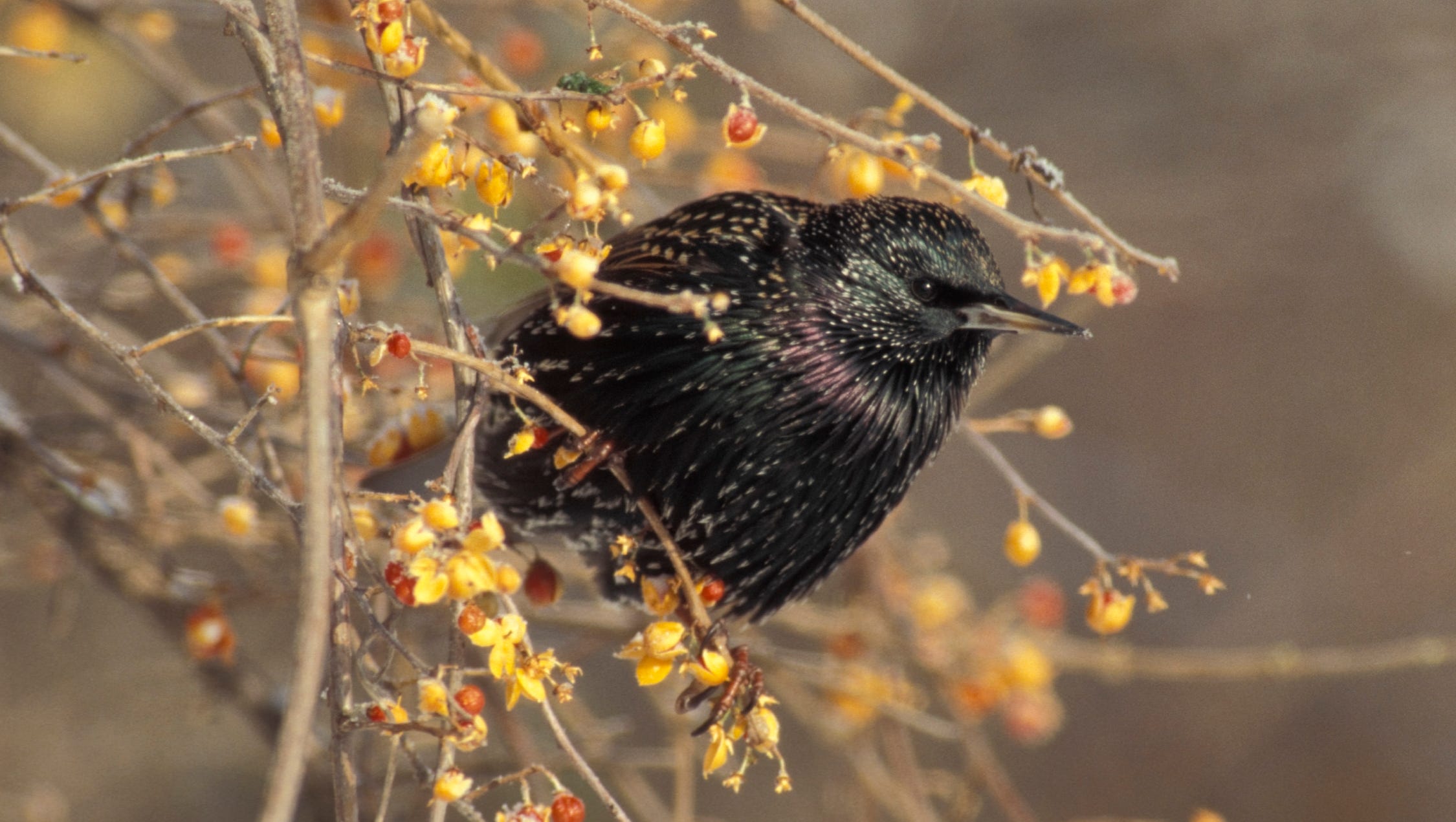 Invasive Starling Takes Center Stage In Winter