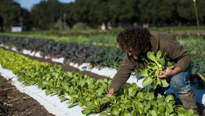 In this Advertiser file photo, Chaz Jones picks vegetables in a field at Gotreaux Family Farms in Scott. Brian Gotreaux, owner of the farm, is working to open Acadiana's first local food hub.