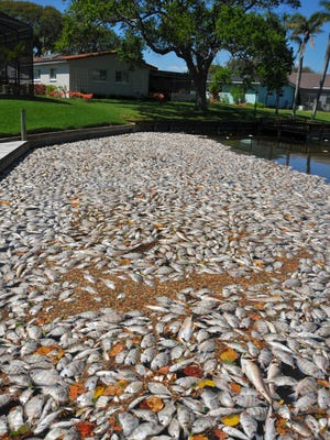 Massive algae blooms have sickened the Indian River Lagoon this year, including one that caused a massive fish suffocation in Brevard County.