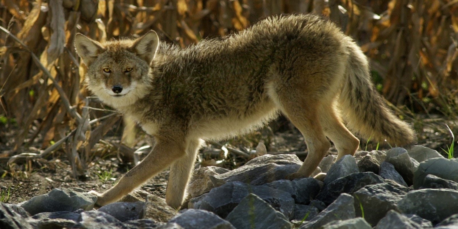 Coyote-killing contests in spotlight