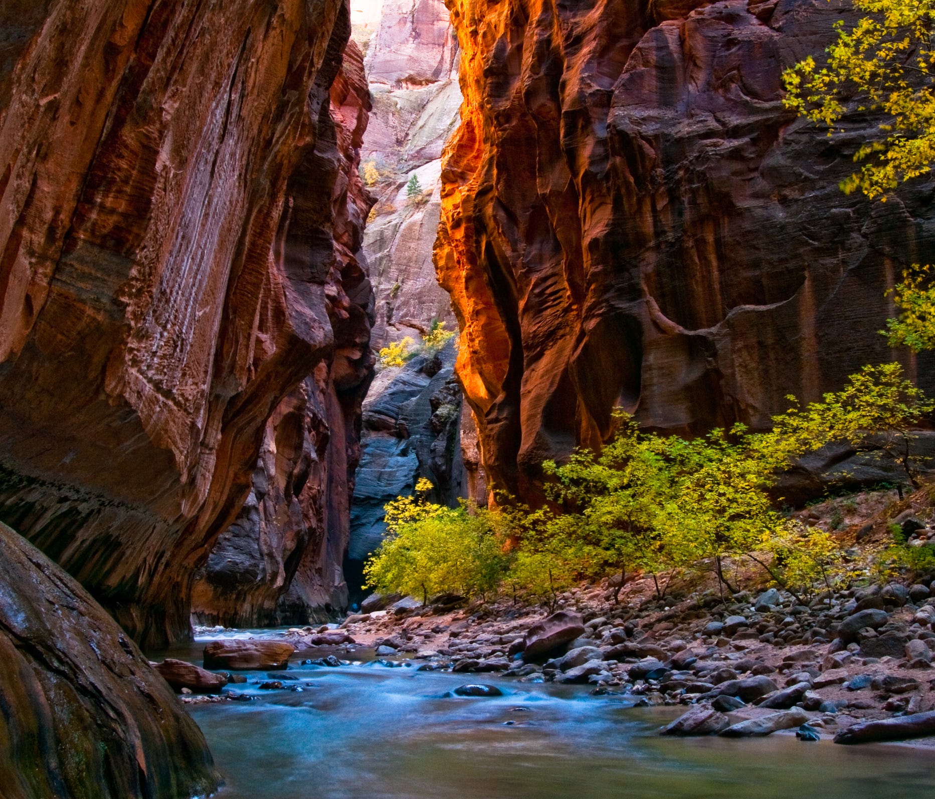 A gorgeous photo of the changing fall colors in Zion National Park. Kevin Roland captured this shot at one of the park's most popular areas -- the Narrows, a gorge with wall a thousand feet tall!