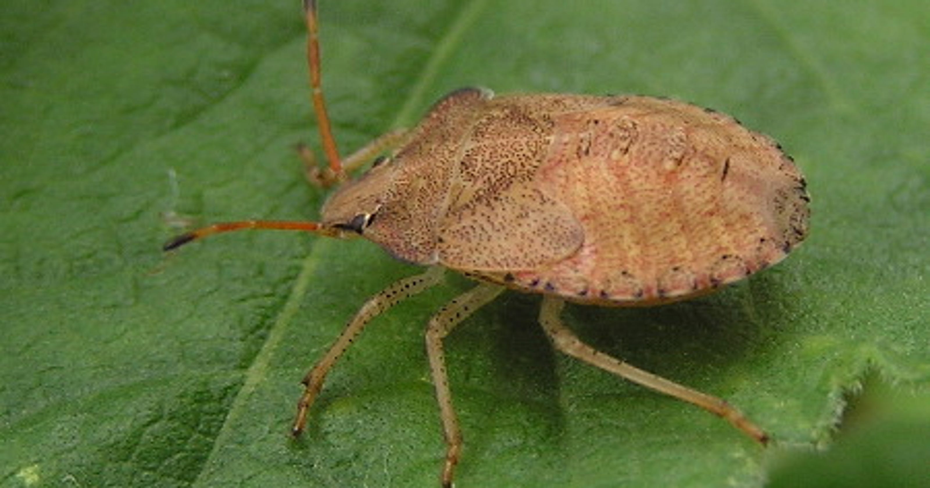 Get rid of stink bugs