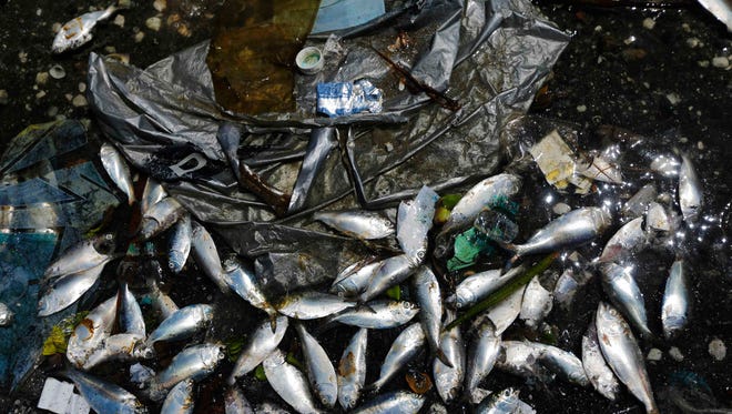 Dead fish are pictured on the banks of the Guanabara Bay in Rio de Janeiro on Feb. 24.  International Olympic Committee members meeting in Rio this week will understand if its waters are not completely clean for the sailing events in 2016, the state's governor said on Monday.