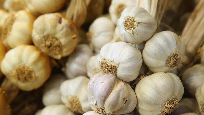The hard bottom of each garlic bulb is the tissue that forms roots when exposed to moisture.