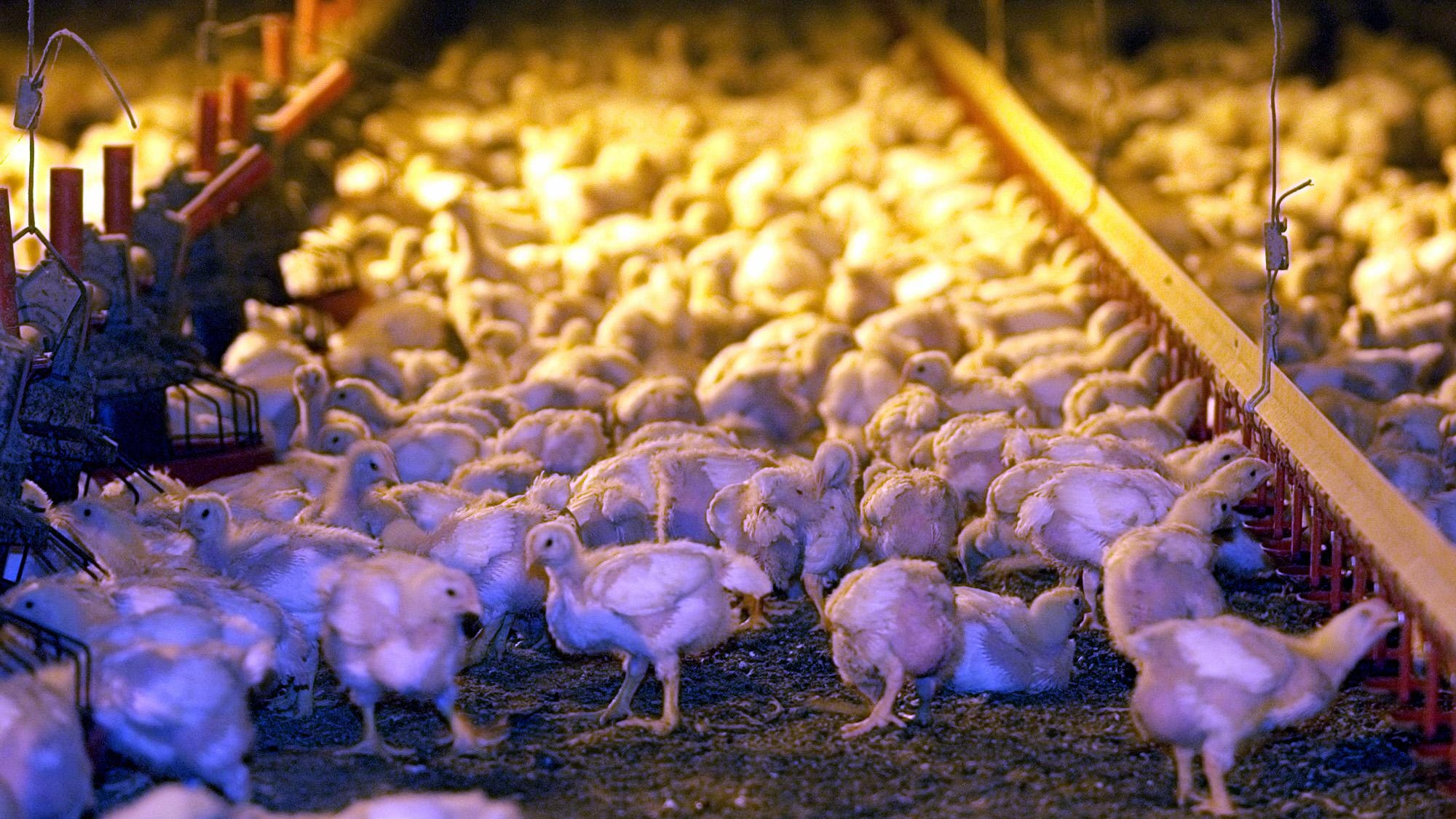 PETA calls on Delaware chicken company to humanely kill birds amid COVID19