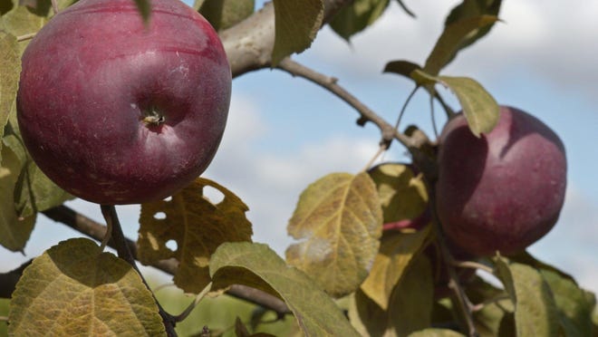 ‘Liberty’ apples are among those that are scab-resistant.