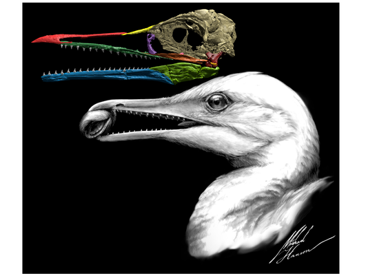 evidence that birds evolved from dinosaurs