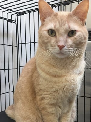 Reese is a laid-back, 5-year-old buff boy who’s looking for a place to call home. He’s got a very regal air about him and would make someone an awesome friend.