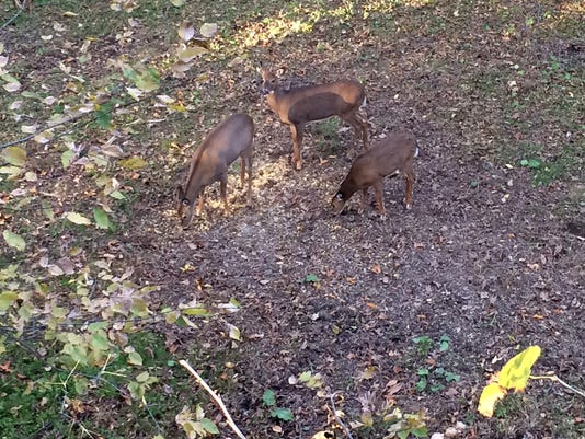 Illegal Deer Baiting Continues To Be A Problem