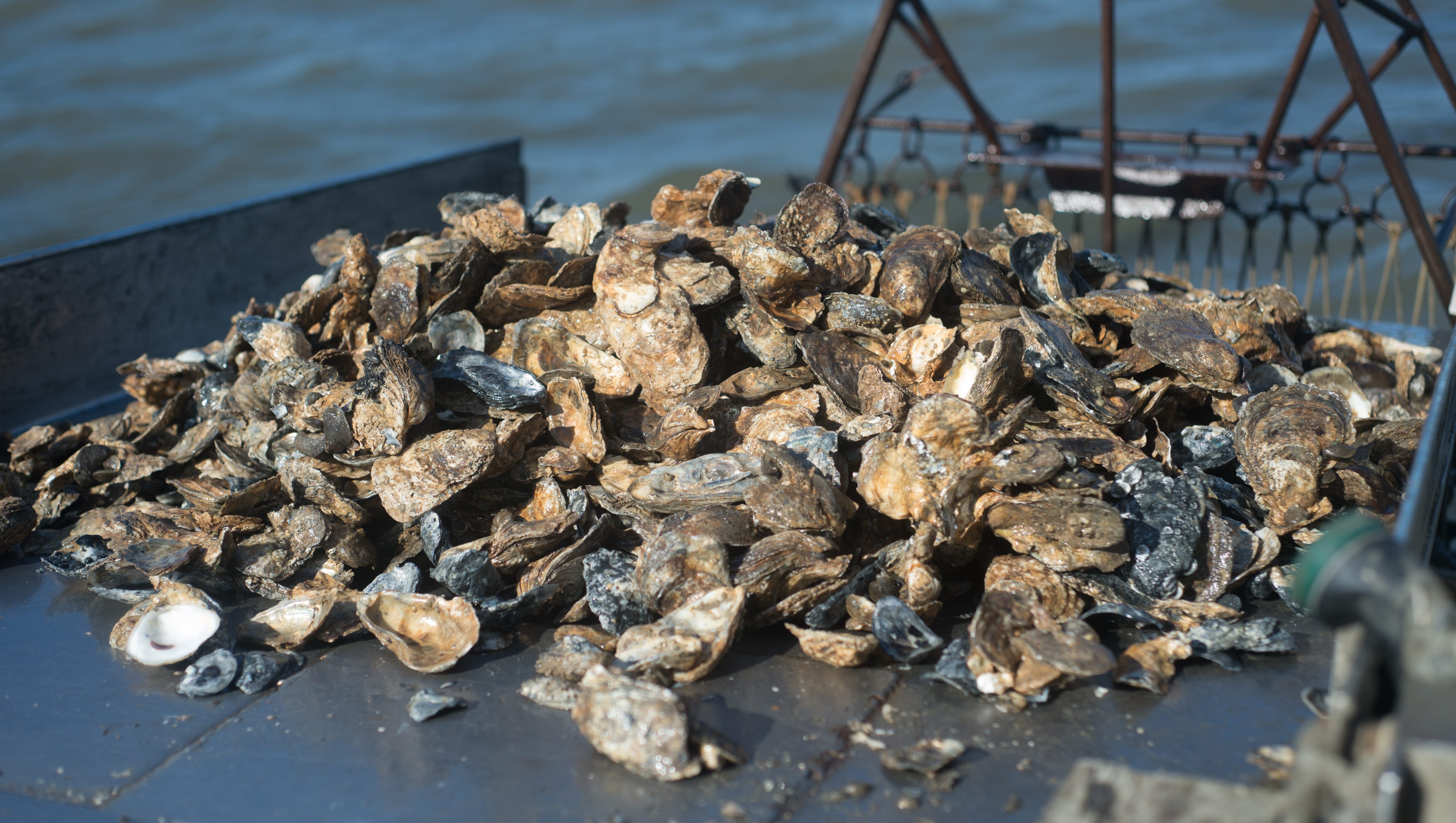Farming fish and energizing litter to save our bays