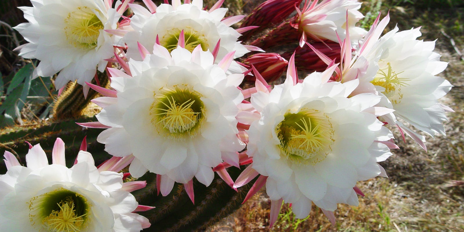 Feeding Your Desert Garden You Re Probably Doing It Wrong