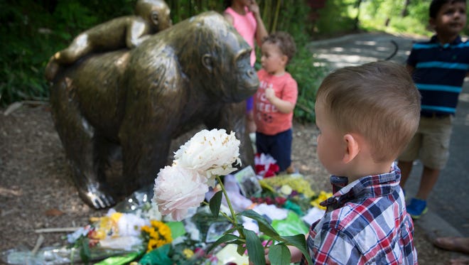 A boy brings flowers to put beside a statue of a gorilla outside the shuttered Gorilla World exhibit at the Cincinnati Zoo & Botanical Garden, Monday, May 30, 2016, in Cincinnati. A gorilla named Harambe was killed by a special zoo response team on Saturday after a 4-year-old boy slipped into an exhibit and it was concluded his life was in danger. (AP Photo/John Minchillo)