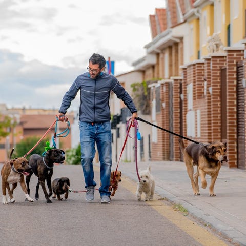 Man walking six dogs down the street.