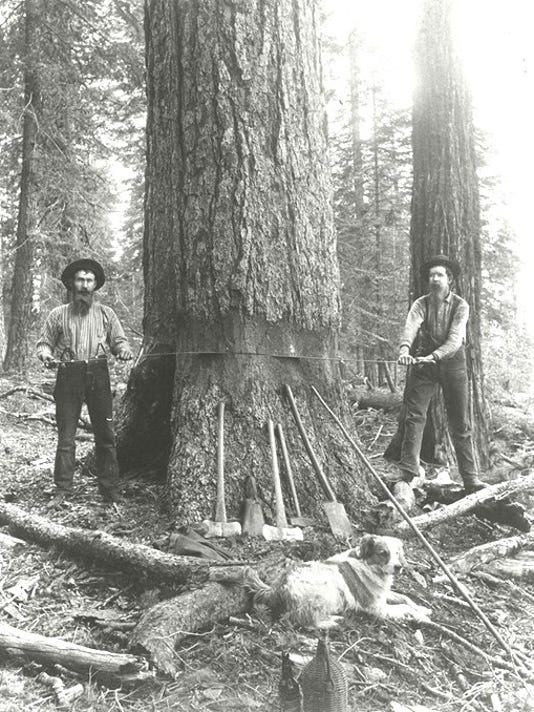 Gold Lore: Birth of the Shasta County lumber industry
