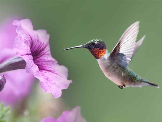 Hummingbirds to return to Naples in the fall