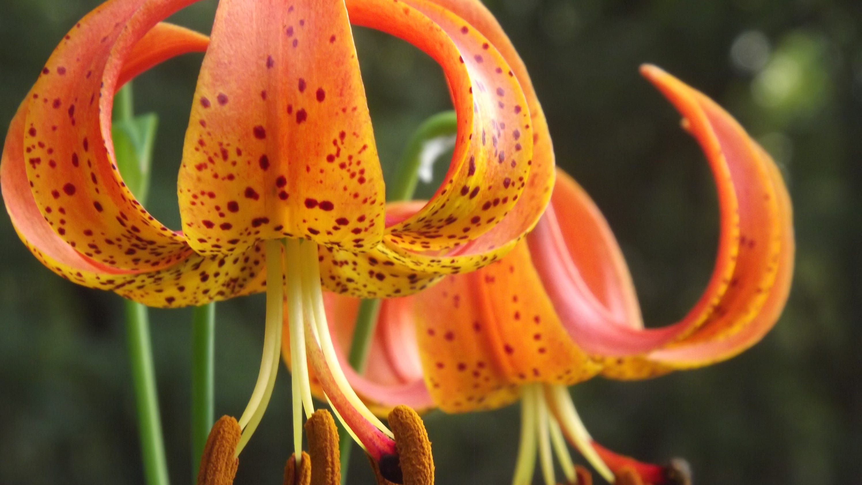 Official Links To Lei Lilium - rls7vw9