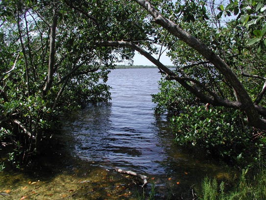 Mangrove tunnel at Rookery Bay National Estuarine Research