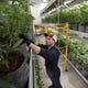FILE - In this July 12, 2018, file photo head grower Mark Vlahos, of Milford, Mass., tends to cannabis plants, at Sira Naturals medical marijuana cultivation facility, in Milford, Mass. The legal marijuana industry exploded in 2018, pushing its way further into the cultural and financial mainstream in the U.S. and beyond. (AP Photo/Steven Senne, File)