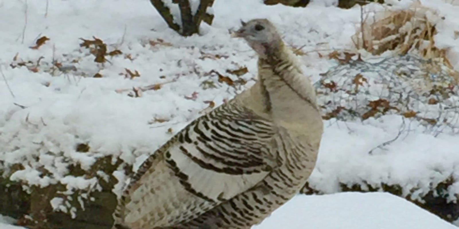 The Bird Watcher The Mystique Of The Smoke Phase Wild Turkey