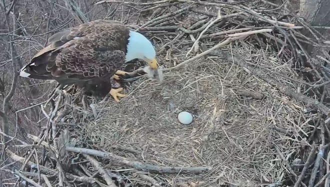 A Hanover eagle picks up the carcass of an eaglet at its Heidelberg Township nest. The Pennsylvania Game Commission confirmed on Wednesday that the eaglet in the nest near Codorus State Park had died.