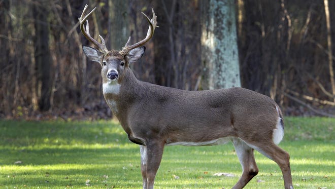 State officials killed more than 500 deer in the past month out of concerns over the spread of chronic wasting disease.