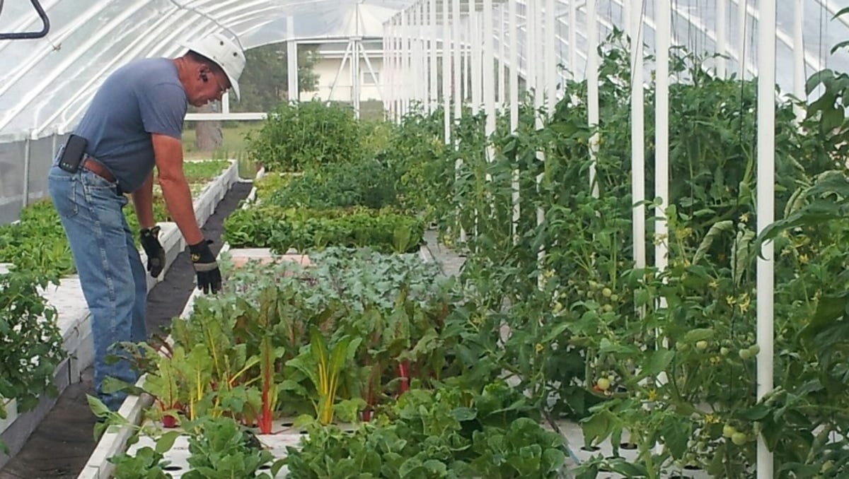 Aquaponics Make For Sustainable Healthy Gardening