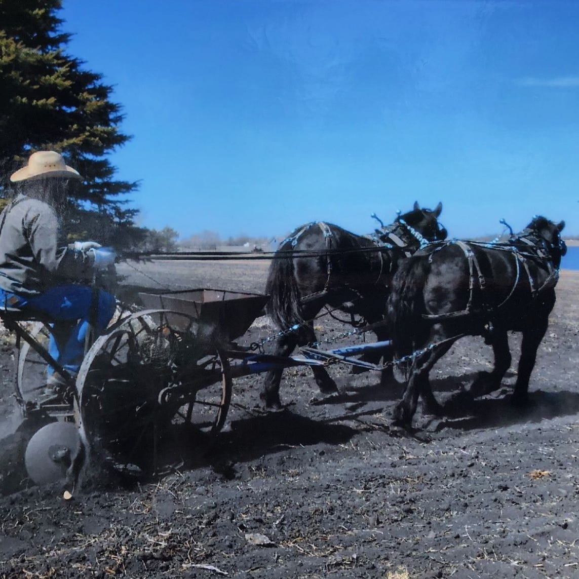 Activities at the Bergen Lutheran Church annual threshing bee including stacking hay, using a thresher and horse and buggy rides. Courtesy photo