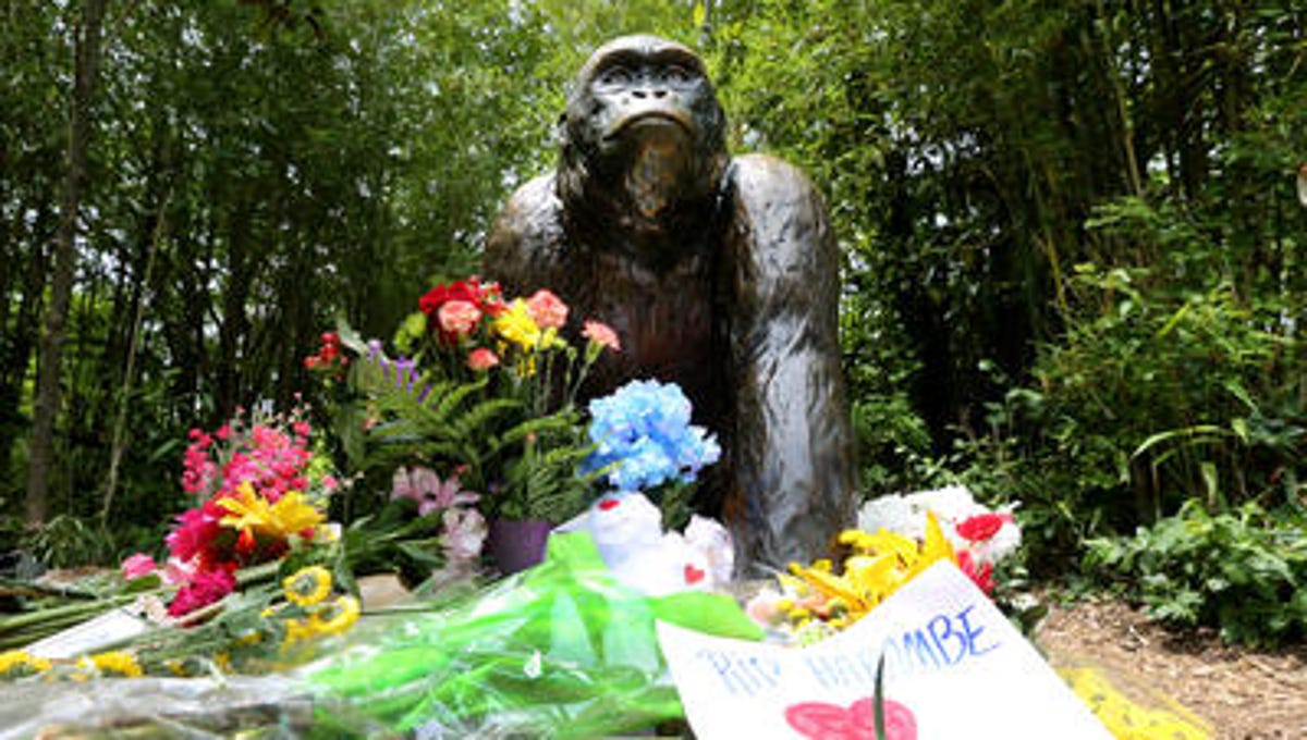 For The Internet Harambe Won T Die